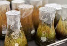 Moss and symbionts offer a promising solution for removing metals from mining and forestry-impacted waters