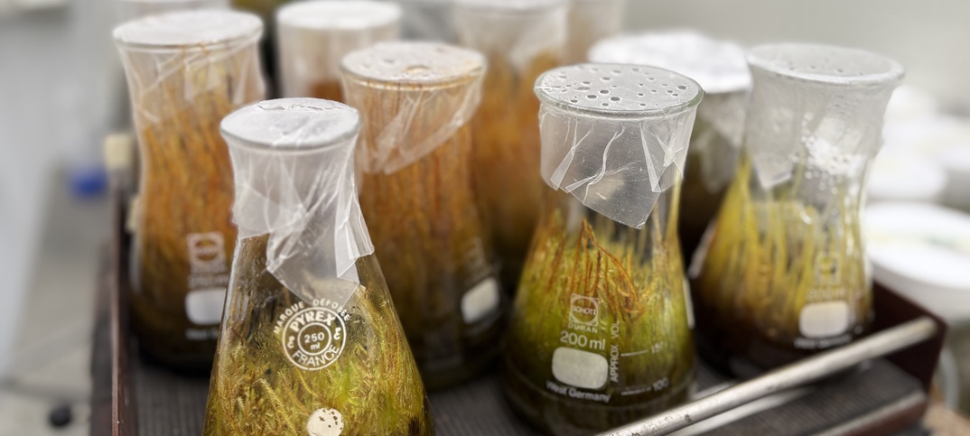 Moss-and-symbionts-offer-a-promising-solution-for-removing-metals-from-mining-and-forestry-impacted-waters